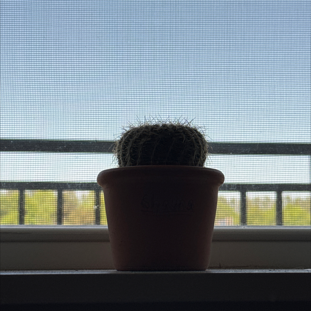 Photo of the plant species Notocactus elegans by @cashmoneycasey named Shauna on Greg, the plant care app
