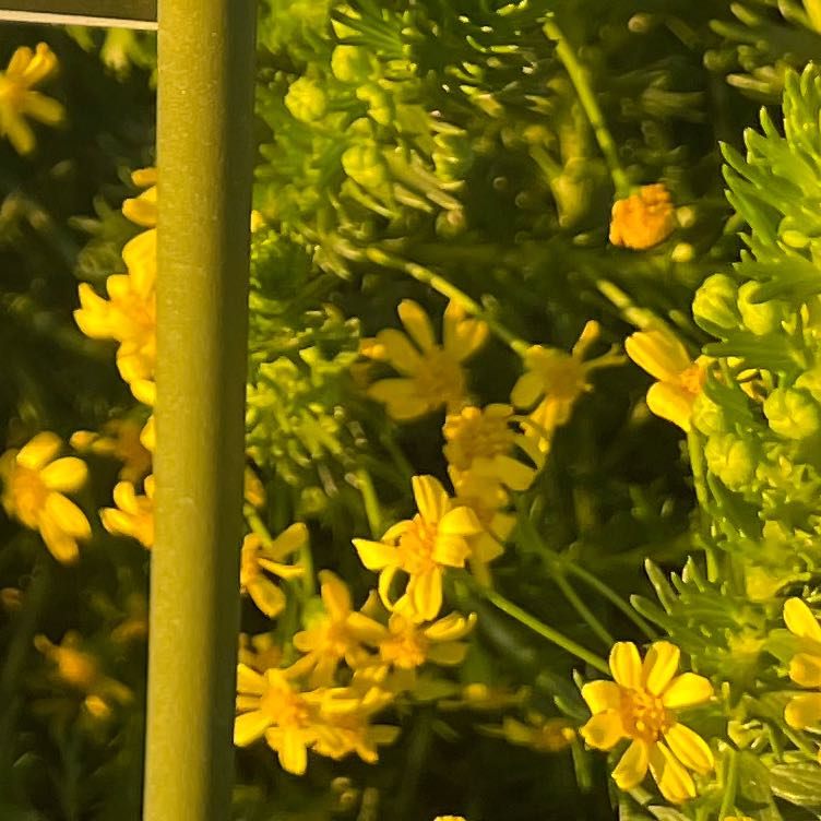 Photo of the plant species Honey Euryops by @EagerChickory94 named Spike Leaves on Greg, the plant care app