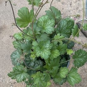 Photo of the plant species Norwegian Cinquefoil by @MaestroTipa84 named Zeus on Greg, the plant care app