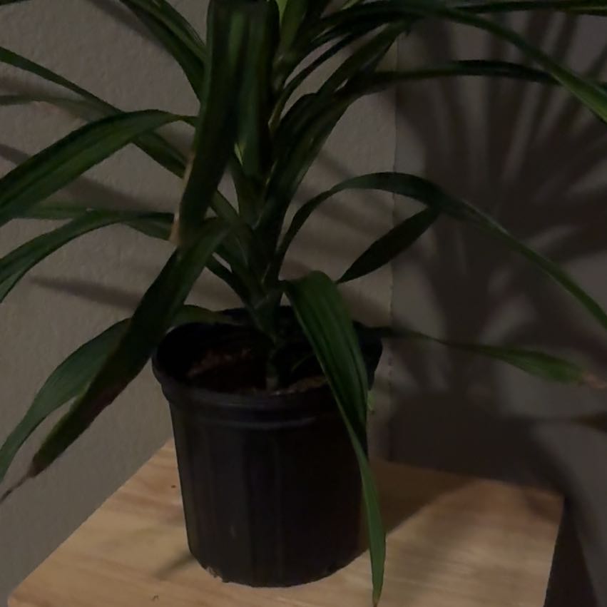 Photo of the plant species Dracena by @GreenThumb80 named Kendall on Greg, the plant care app