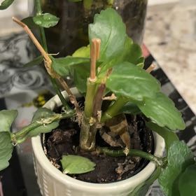 Photo of the plant species mini calandiva by @SpunkyBorage25 named Walt on Greg, the plant care app