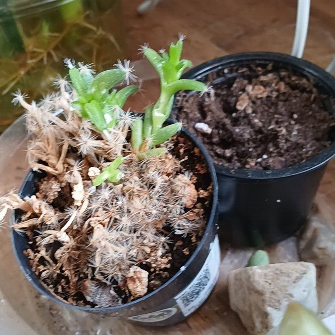 Photo of the plant species Miniature Desert Rose by @SirFrithia96 named Sage on Greg, the plant care app