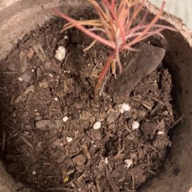 Photo of the plant species Bulbous Bluegrass by @VastRibbonwood named Harmony on Greg, the plant care app