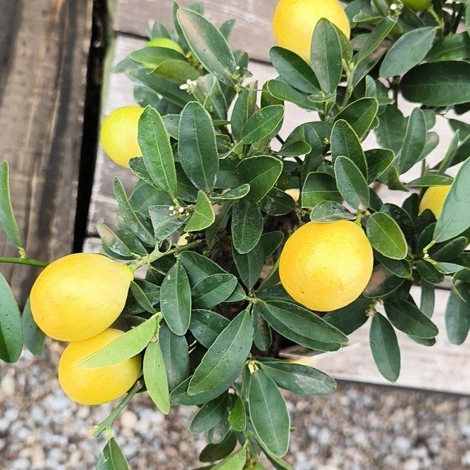 Photo of the plant species Limequat by @SirPepper34 named Limequat on Greg, the plant care app