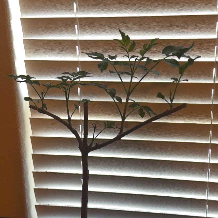 Photo of the plant species York Elderberry by @KeenRadish95 named York on Greg, the plant care app