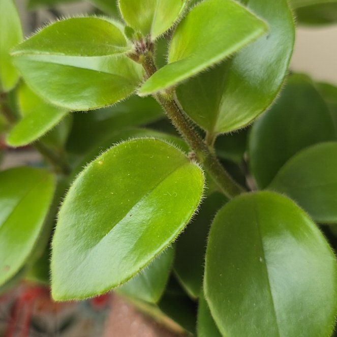 Photo of the plant species Rockspray Cotoneaster by @LovablyPalqui95 named Oscar on Greg, the plant care app