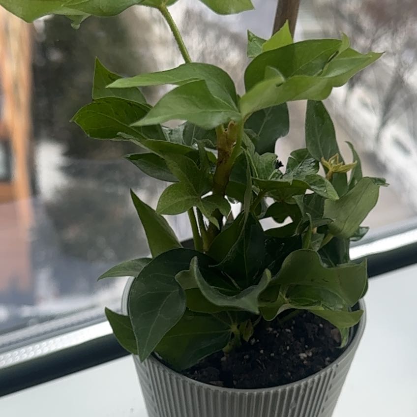 Photo of the plant species Fatshedera hybrid by @PeakSoybean20 named Aristotle on Greg, the plant care app