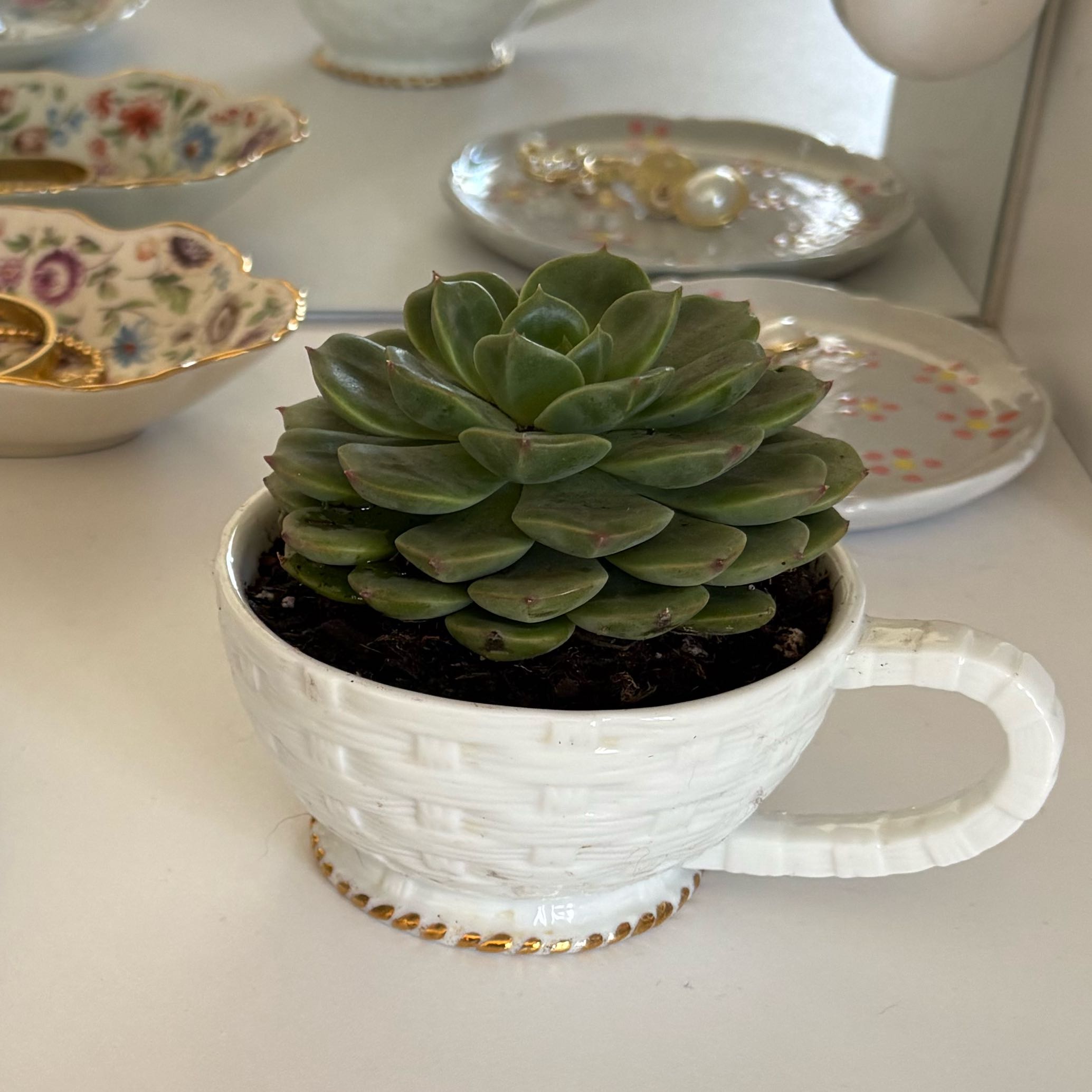 Photo of the plant species Elfstone by @BabyKoa53 named Elfstone on Greg, the plant care app