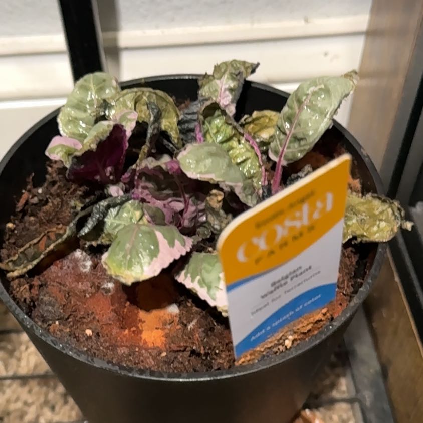 Photo of the plant species Belgian Waffle by @AngUrbs named Leonardo on Greg, the plant care app