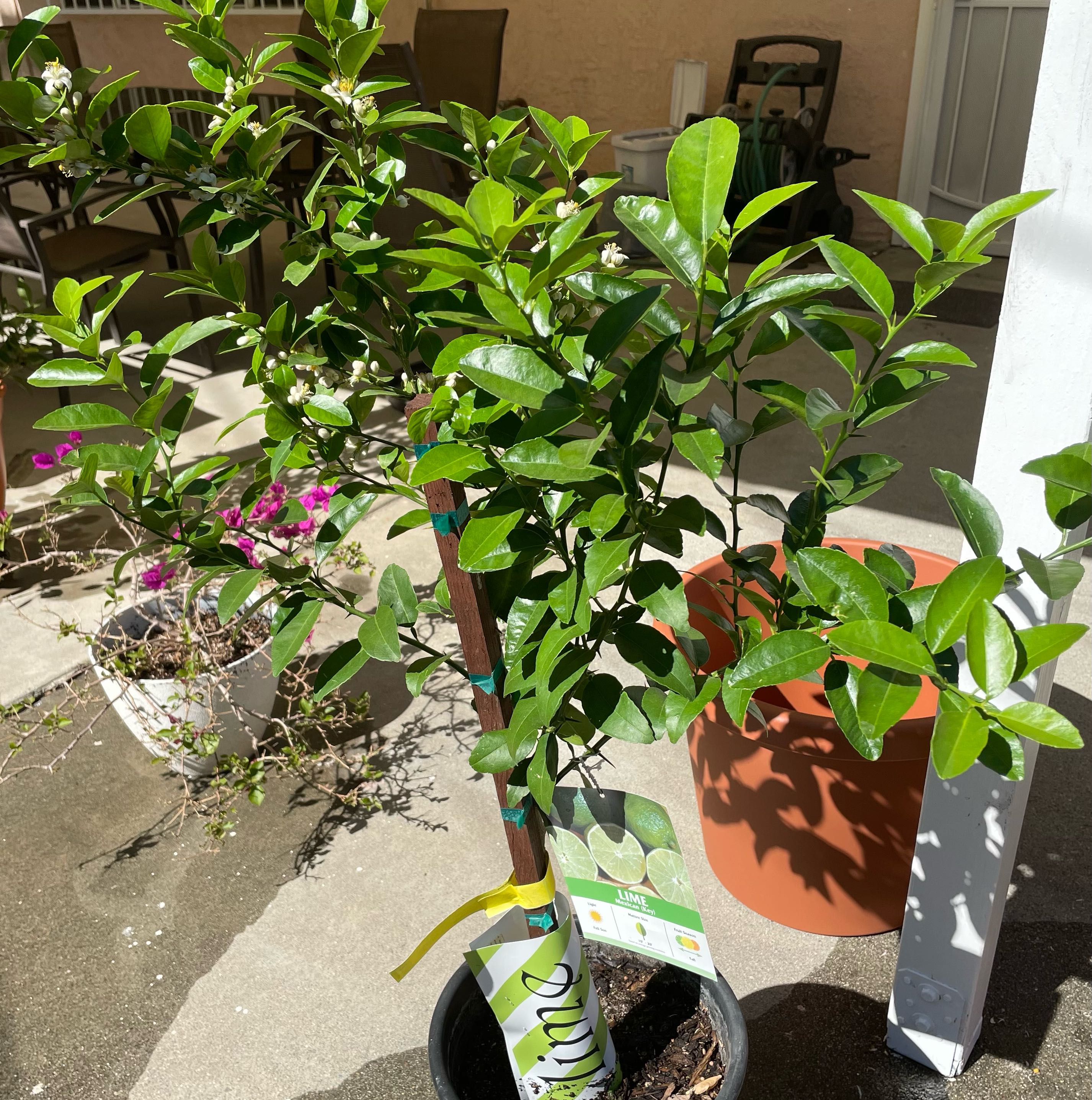 Photo of the plant species Mexican Key Lime Tree by @VividAmianthium named Mexican key lime on Greg, the plant care app