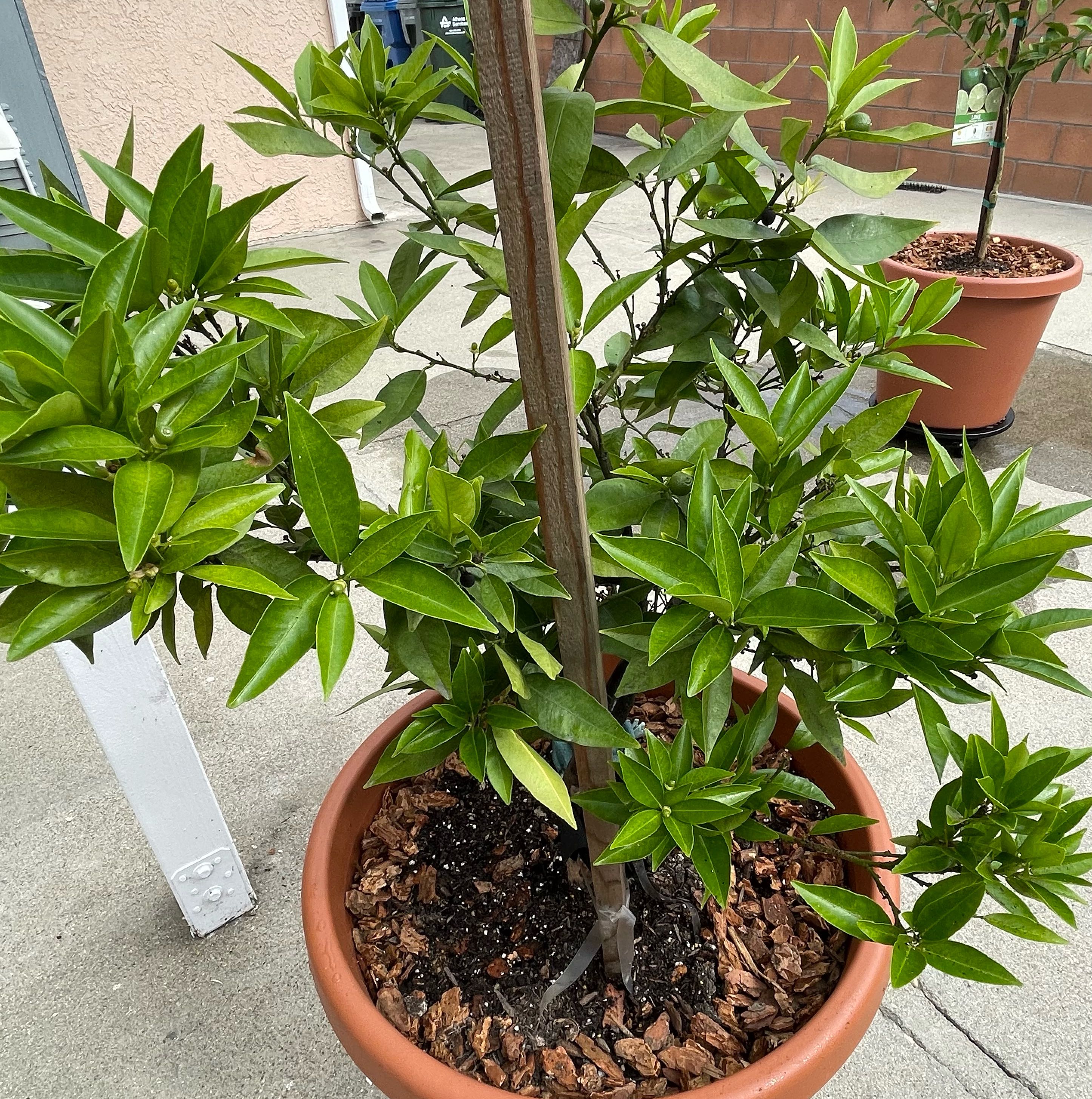 Photo of the plant species Clementine Mandarin by @VividAmianthium named Clementine on Greg, the plant care app