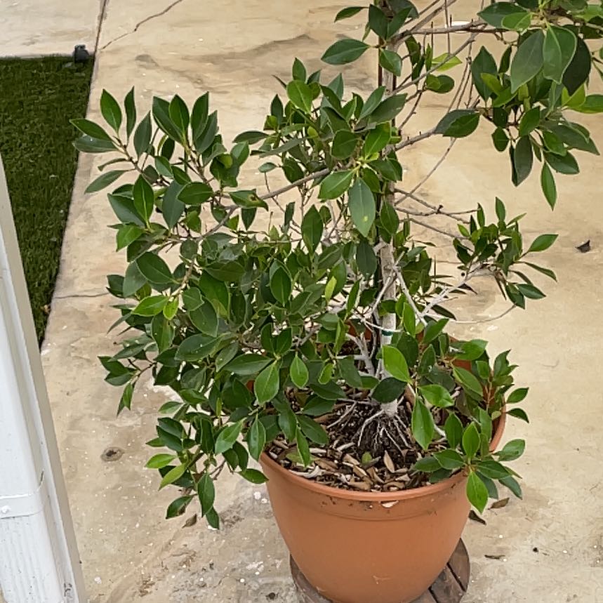 Photo of the plant species Indian Laurel by @VividAmianthium named Ficus on Greg, the plant care app
