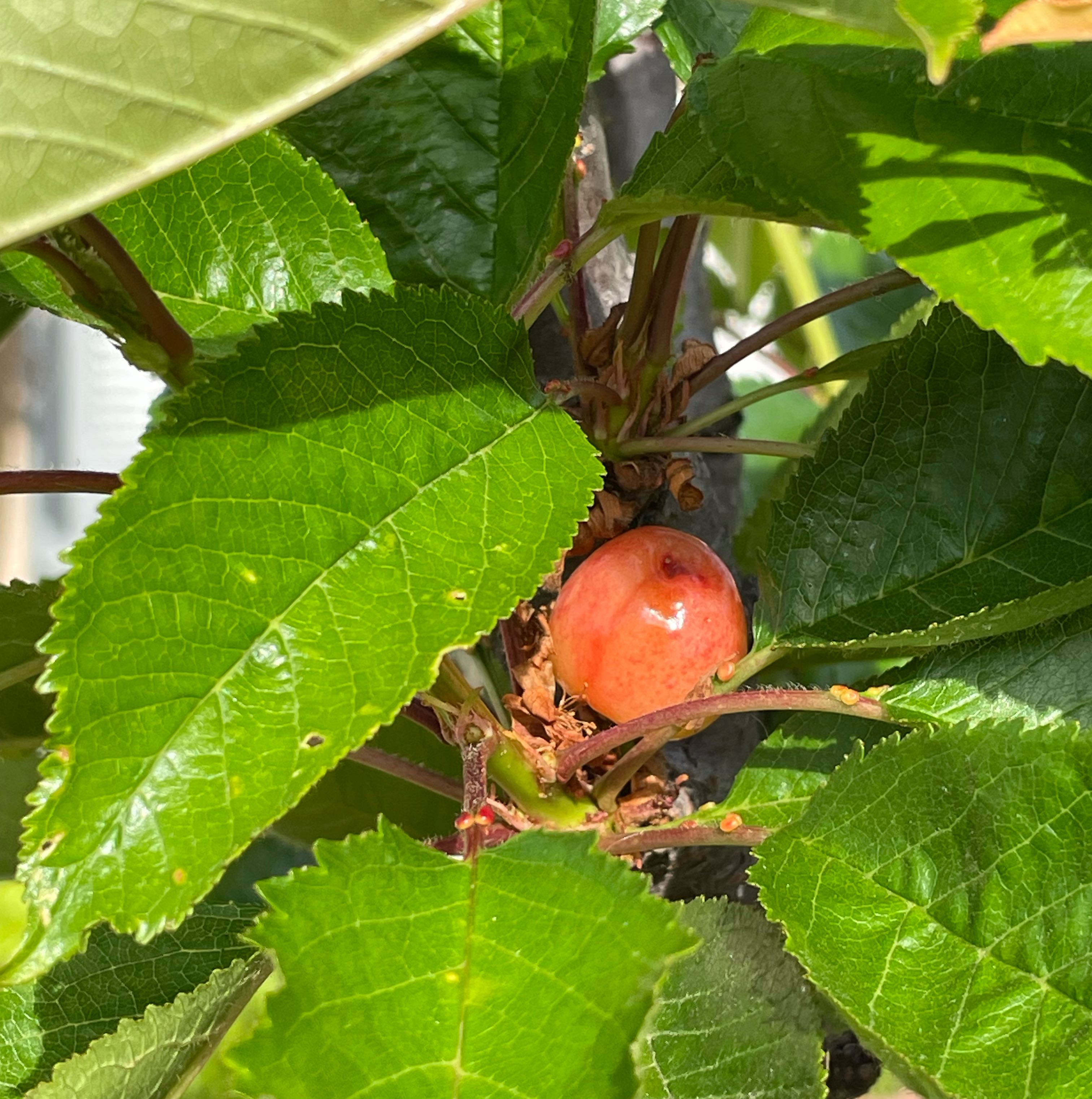 Royal Crimson Cherry