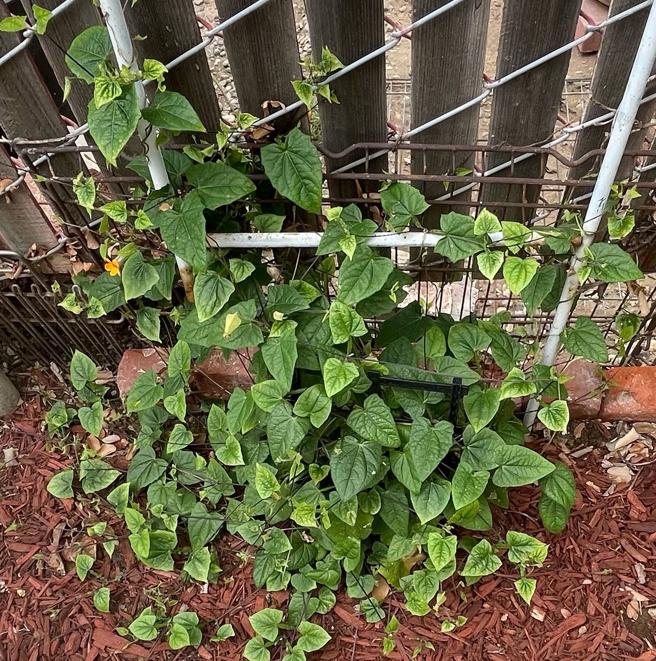 Photo of the plant species Blackeyed Susan Vine by @VividAmianthium named Susan on Greg, the plant care app
