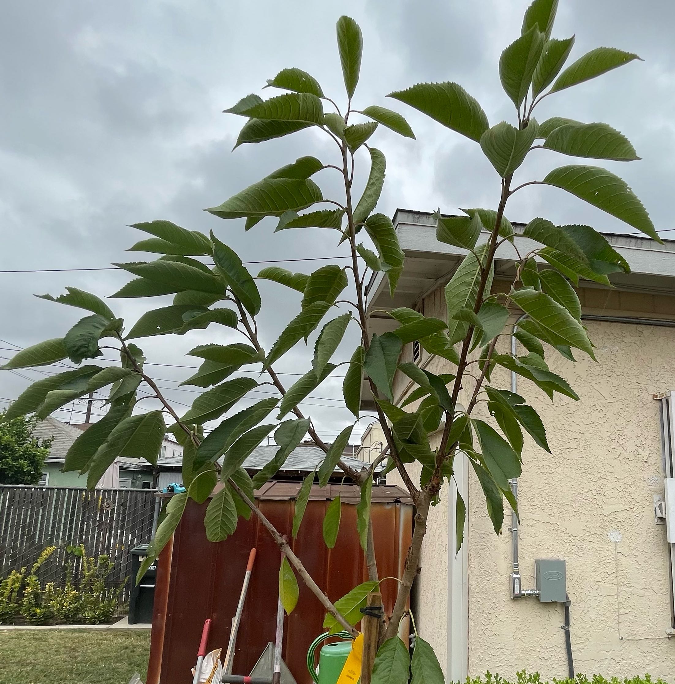 Photo of the plant species Stella Cherry Tree by @VividAmianthium named Stella on Greg, the plant care app