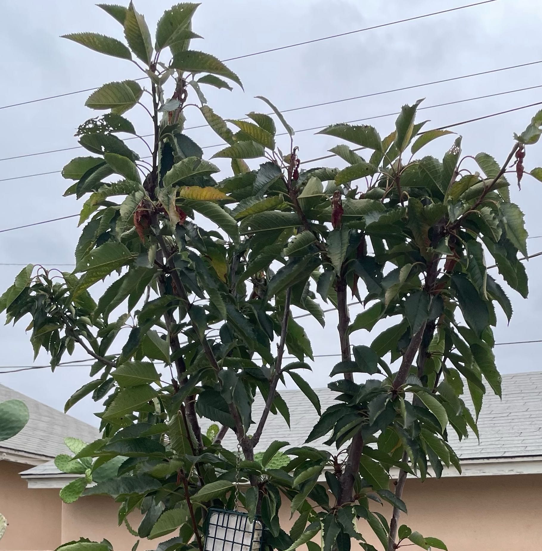 Photo of the plant species Sweet Cherry by @VividAmianthium named Royal Crimson Cherry tree on Greg, the plant care app