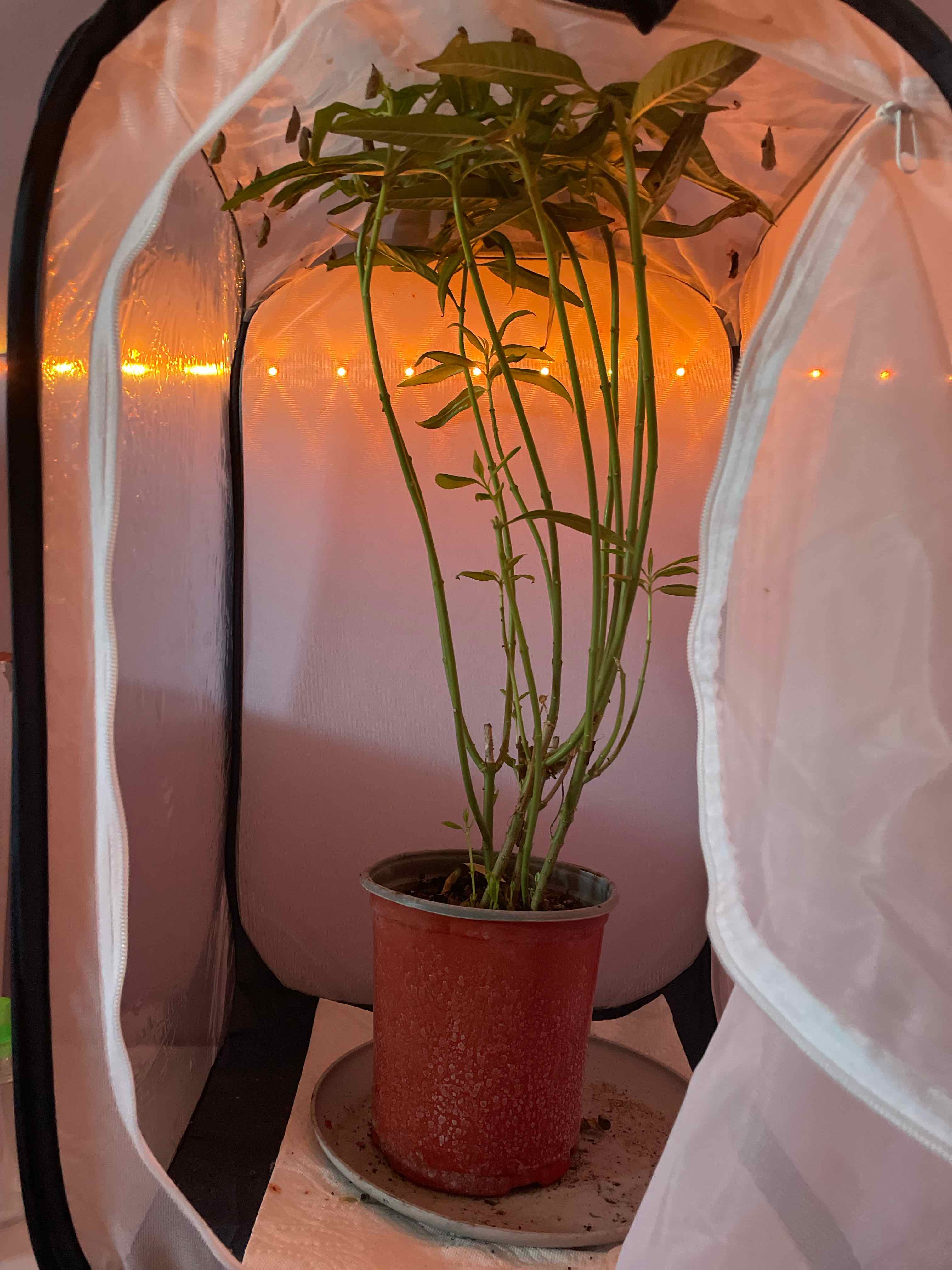 Common Milkweed plant in a pot inside a grow tent with lighting.
