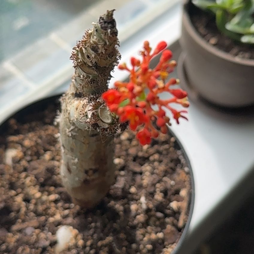 Photo of the plant species Buddha Belly Plant by @NewQuincula53 named Dax on Greg, the plant care app