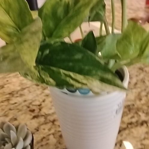 Photo of the plant species Snowy Morning Pothos by @justaplantsgirl named Bigleaf smalls on Greg, the plant care app