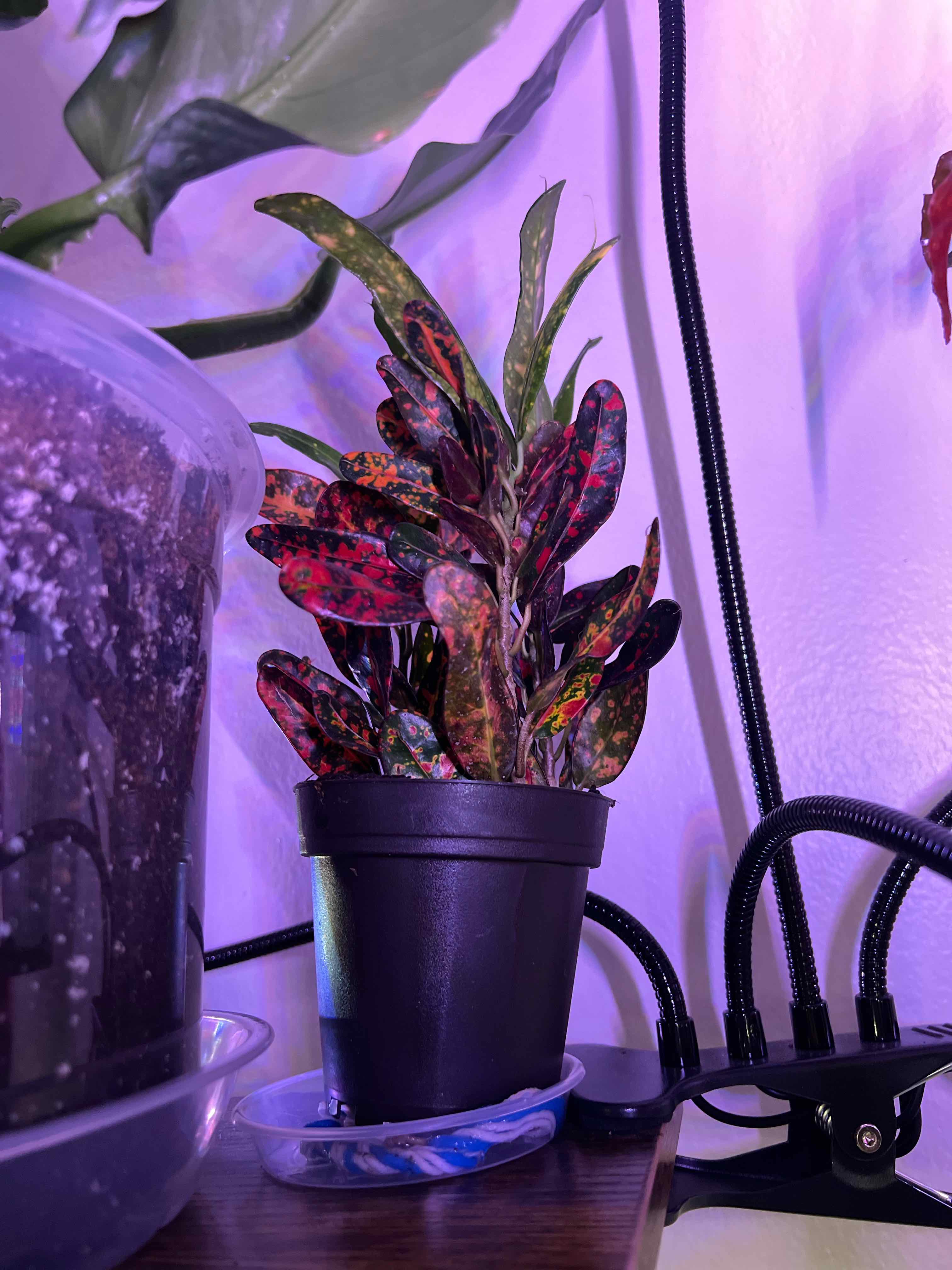 Photo of the plant species Bush on Fire Croton by @silvestreskye named Planty on Greg, the plant care app