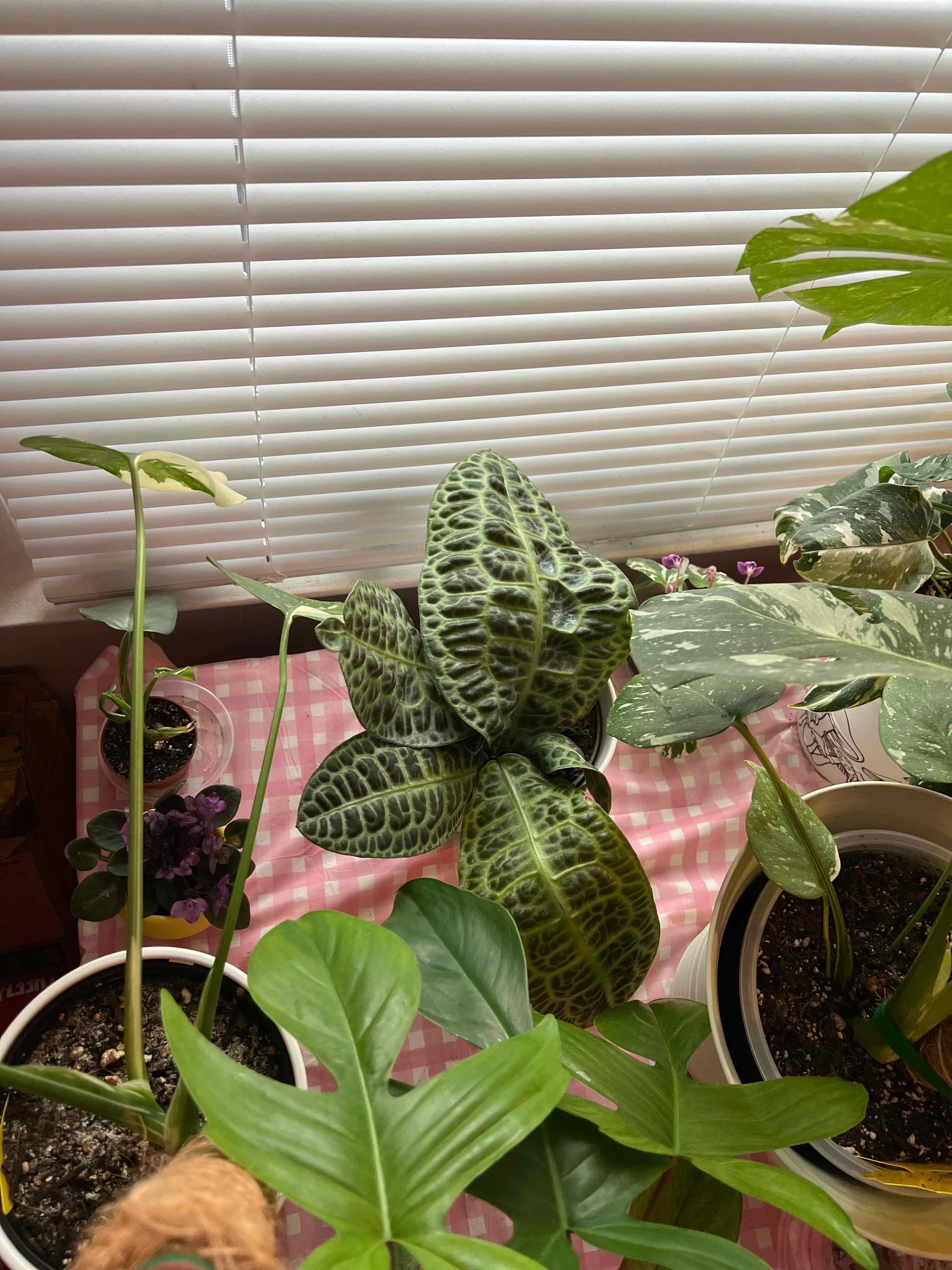 Photo of the plant species Labisia Turtle Back by @silvestreskye named Sherlock on Greg, the plant care app