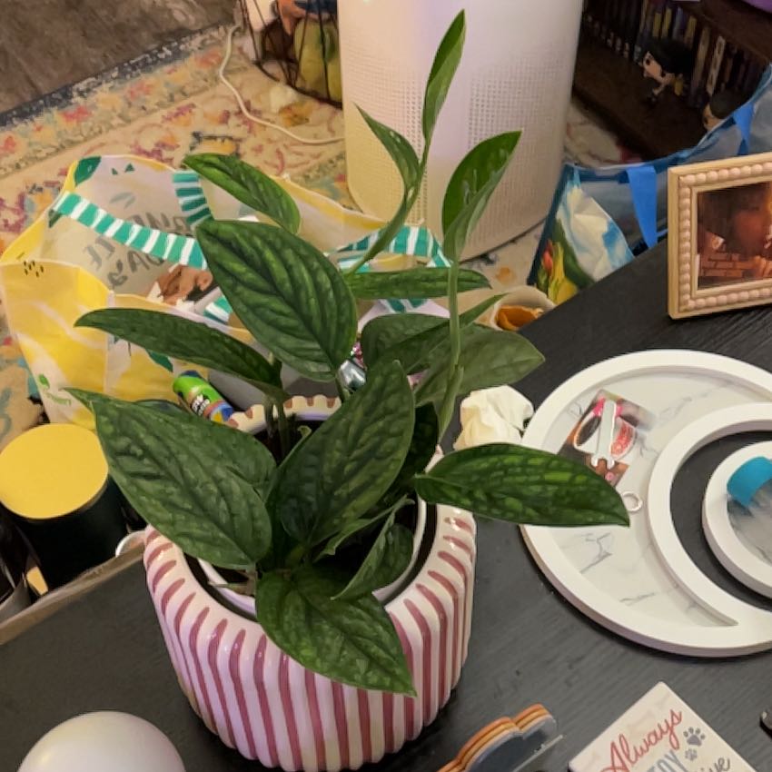 Photo of the plant species Monstera Peru by @silvestreskye named Lavender on Greg, the plant care app