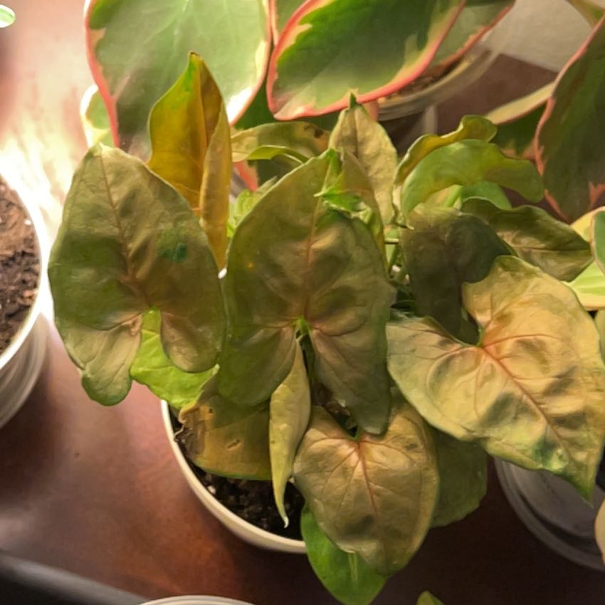 Photo of the plant species Berry Allusion Syngonium by @silvestreskye named ChloroPhil on Greg, the plant care app
