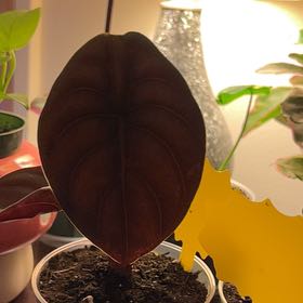 Photo of the plant species Alocasia Cuprea by @silvestreskye named Nemo on Greg, the plant care app