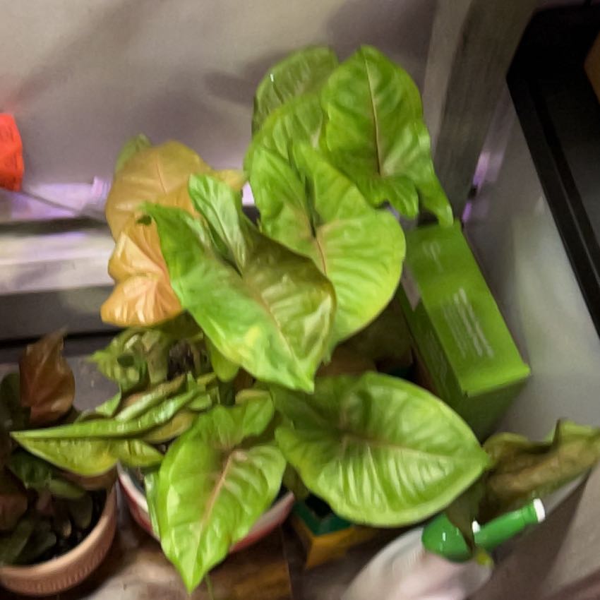 Photo of the plant species Mango Allusion Arrowhead Plant by @silvestreskye named Muhammad Ali on Greg, the plant care app