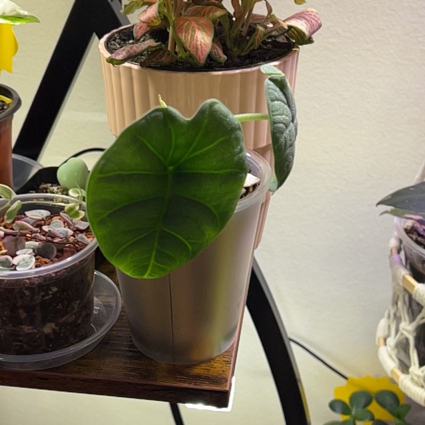 Photo of the plant species Alocasia 'Melo' by @silvestreskye named Sproutacus on Greg, the plant care app