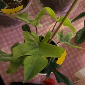 Photo of the plant species Flordia Ghost by @silvestreskye named Zion on Greg, the plant care app