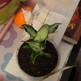 Photo of the plant species Syngonium 'Holly M' by @silvestreskye named Spike Leaves on Greg, the plant care app