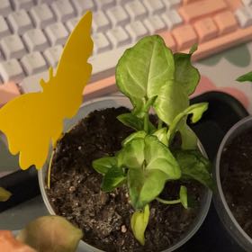 Photo of the plant species Milk Confetti Syngonium by @silvestreskye named Miley on Greg, the plant care app