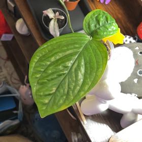 Photo of the plant species Monstera Peru by @silvestreskye named Harmony on Greg, the plant care app