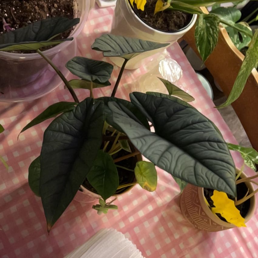 Photo of the plant species Alocasia Bisma Silver by @silvestreskye named Kylie on Greg, the plant care app