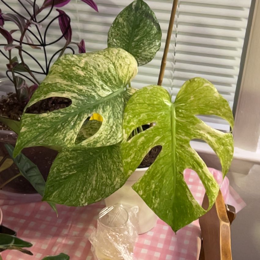 Photo of the plant species Monstera deliciosa 'Mint Variegata' by @silvestreskye named Curie on Greg, the plant care app