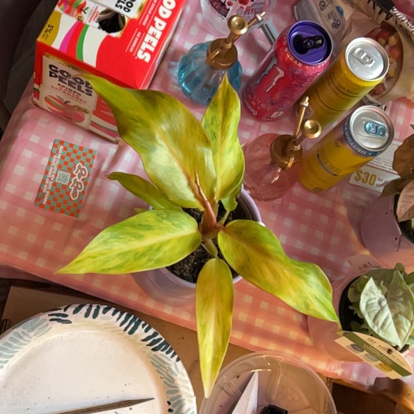 Photo of the plant species Proven Winners PrismacolorTM Orange You GorgeousTM Philodendron by @silvestreskye named James Dean on Greg, the plant care app