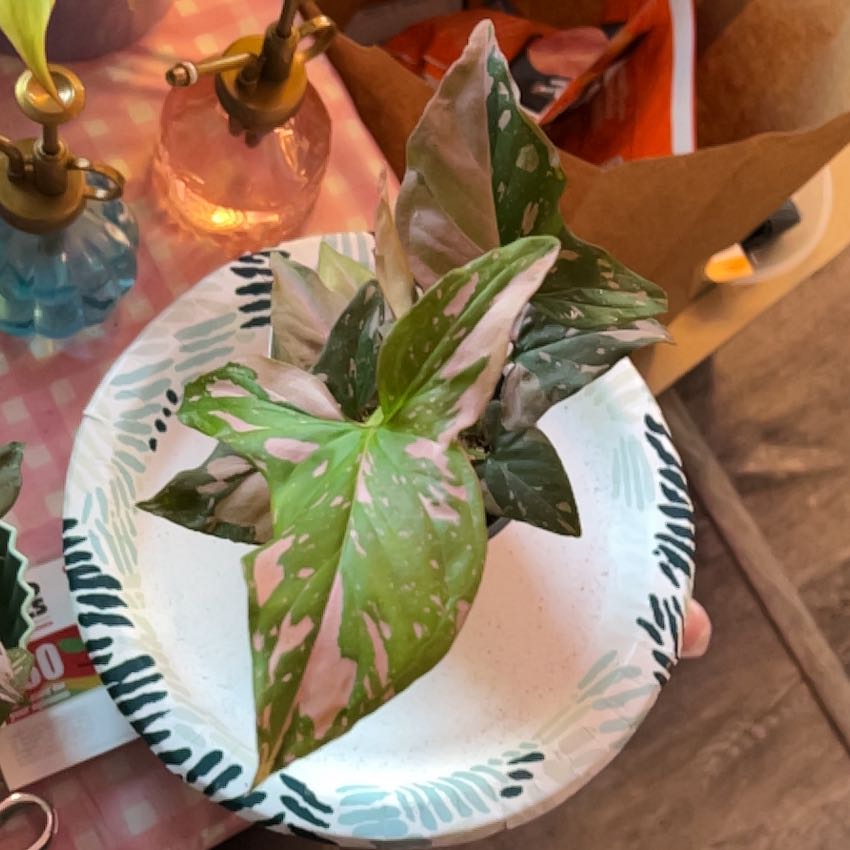Photo of the plant species Syngonium Pink Splash by @silvestreskye named Rainier on Greg, the plant care app