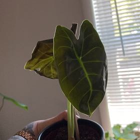 Photo of the plant species Alocasia Golden Bone by @silvestreskye named Figyonce on Greg, the plant care app