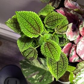 Photo of the plant species Pilea 'Moon Valley' by @silvestreskye named Messi on Greg, the plant care app