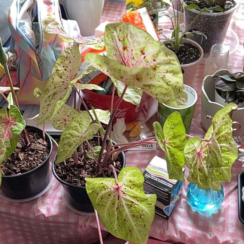 Photo of the plant species 'Miss Muffet' Angel Wings by @silvestreskye named Leonardo on Greg, the plant care app