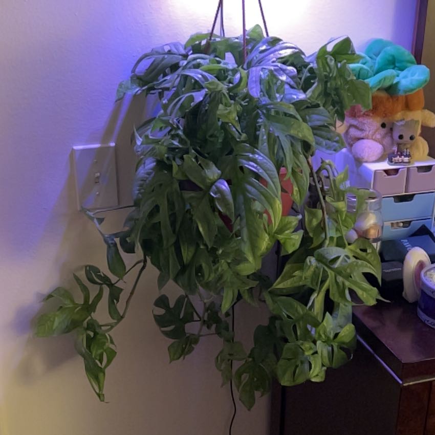 Photo of the plant species Baltic Blue Pothos by @silvestreskye named Terra on Greg, the plant care app