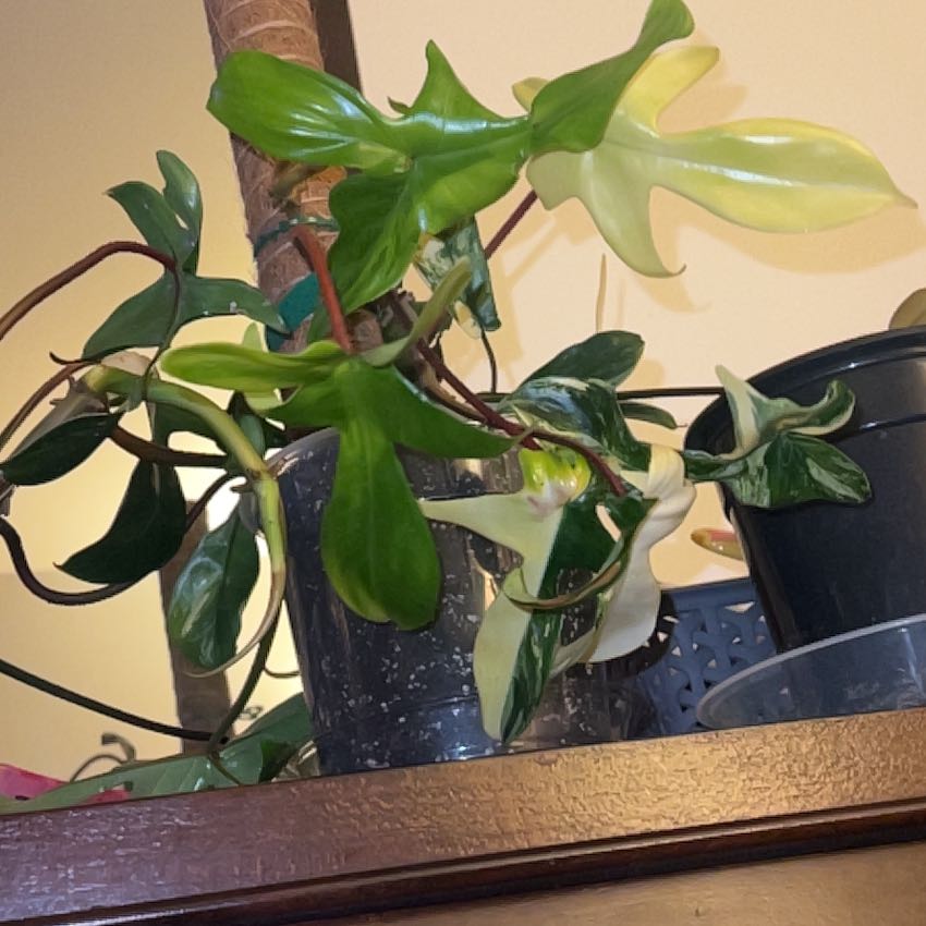 Photo of the plant species Philodendron 'Florida Beauty' by @silvestreskye named Foxxy on Greg, the plant care app