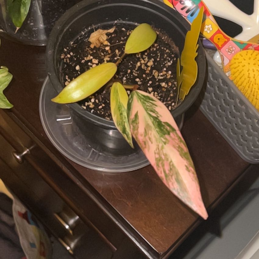 Photo of the plant species Strawberry Shake Philodendron by @silvestreskye named Forrest on Greg, the plant care app