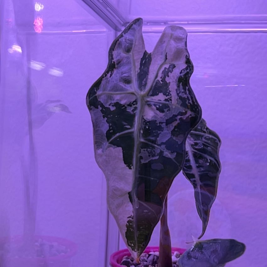 Photo of the plant species Alocasia Polly Pink Variegated by @silvestreskye named Fernie Saunders on Greg, the plant care app