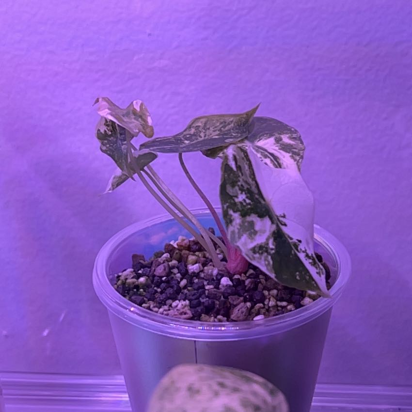 Photo of the plant species Nairobi Nights by @silvestreskye named Keanu Leaves on Greg, the plant care app