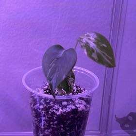 Photo of the plant species Monstera 'Bulbasaur' by @silvestreskye named Eva on Greg, the plant care app