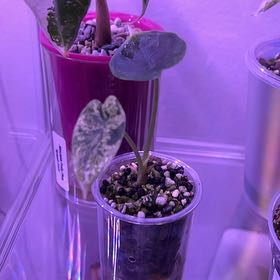 Photo of the plant species Alocasia Dragon Scale Mint by @silvestreskye named Remington on Greg, the plant care app
