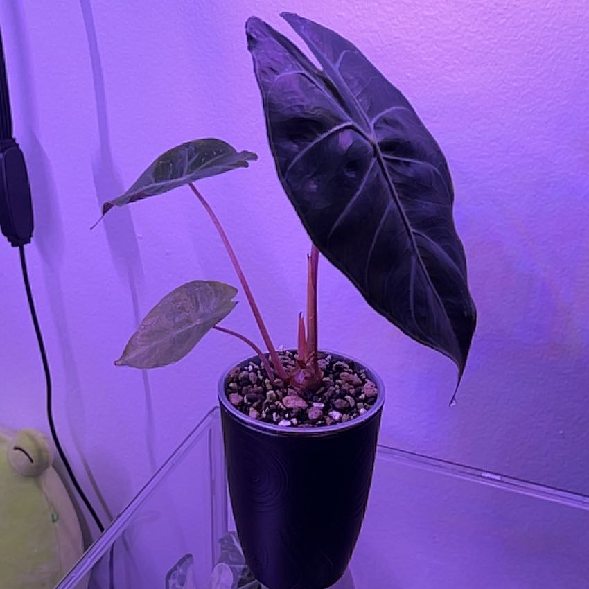 Photo of the plant species Pink Dragon by @silvestreskye named Bella on Greg, the plant care app