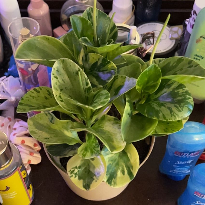 Photo of the plant species Variegated Baby Rubber Plant by @silvestreskye named Queen on Greg, the plant care app